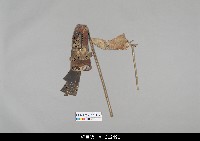 藏品(中國湖北皮影戲偶身-旦)的圖片